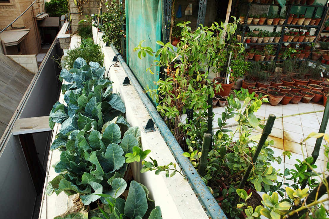 Agricultura urbana o cómo comenzar un negocio agrícola en el patio de