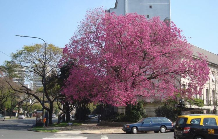 Árbol nativo: Lapacho rosado. En Avenida Figueroa Alcorta, Buenos Aires, Argentina